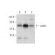 ARIH1 Antibody (B-2) - Western Blotting - Image 304380 