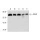 ARIH1 Antibody (G-5) - Western Blotting - Image 323842 