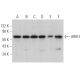 ARIH1 Antibody (G-5) - Western Blotting - Image 367103