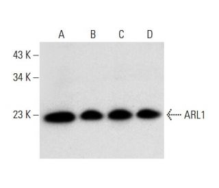 ARL1 Antibody (B-2) - Western Blotting - Image 297978 