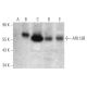 ARL13B Antibody (D-10) - Western Blotting - Image 368553 