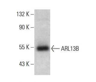 ARL13B Antibody (C-5) - Western Blotting - Image 364819