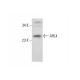 ARL4 Antibody (B-10) - Western Blotting - Image 303900 