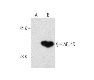 ARL4D Antibody (H-2) - Western Blotting - Image 131203 