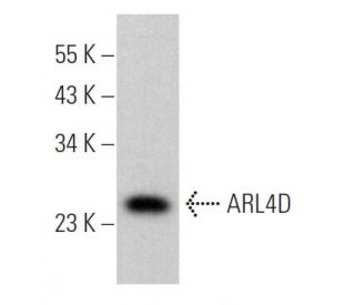 ARL4D Antibody (H-2) - Western Blotting - Image 369346Each CRISPR/Cas9 Knockout (KO) Plasmid product consists of a pool of 3 plasmids designed to ensure identification and cleavage of a specific gene for maximum knockout efficiency. Each plasmid encodes a unique 20 nt sequence derived from the GeCKO (v2) library.