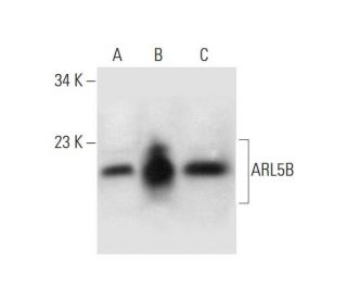 ARL5B Antibody (E-3) - Western Blotting - Image 296239 
