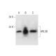 ARL5B Antibody (E-3) - Western Blotting - Image 296239 