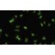 ARL6IP4 Antibody (ZZ-8) - Immunofluorescence - Image 35484