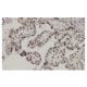 ARL6IP4 Antibody (ZZ-8) - Immunohistochemistry - Image 35920 