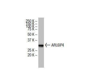 ARL6IP4 Antibody (ZZ-8) - Western Blotting - Image 33544 