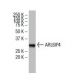 ARL6IP4 Antibody (ZZ-8) - Western Blotting - Image 33544 