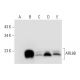 ARL8A/B Antibody (F-5) - Western Blotting - Image 308067 