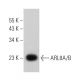 ARL8A/B Antibody (F-5) - Western Blotting - Image 366497 