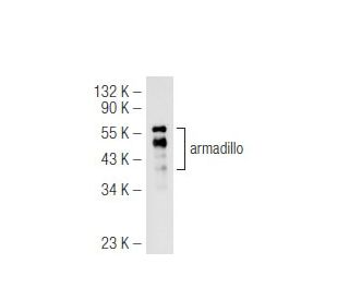 armadillo Antibody (C-9) - Western Blotting - Image 46782
