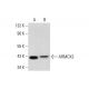 ARMCX3 Antibody (A-8) - Western Blotting - Image 298018 