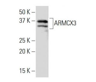 ARMCX3 Antibody (Q11) - Western Blotting - Image 34046