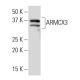 ARMCX3 Antibody (Q11) - Western Blotting - Image 34046