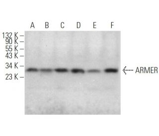 ARMER Antibody (E-8) - Western Blotting - Image 374884 
