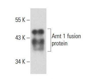 Arnt 1 Antibody (4G9) - Western Blotting - Image 18111
