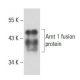 Arnt 1 Antibody (4G9) - Western Blotting - Image 18111