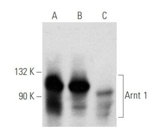 Arnt 1 Antibody (A-3) - Western Blotting - Image 354794 
