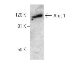 Arnt 1 Antibody (H1beta234) - Western Blotting - Image 354753 