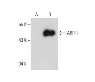 ARP-1 Antibody (D-12) - Western Blotting - Image 131236 