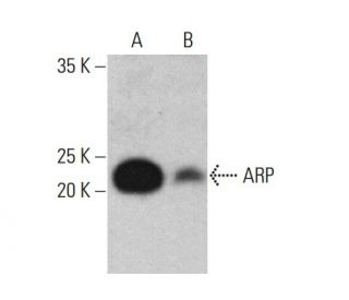 ARP Antibody (H-6) - Western Blotting - Image 376835 