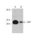 ARP Antibody (H-6) - Western Blotting - Image 376835 