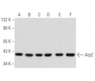 Arp2 Antibody (E-2) - Western Blotting - Image 356550 