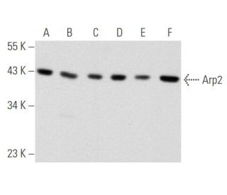 Arp2 Antibody (E-12) - Western Blotting - Image 356551