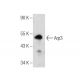 Arp3 Antibody (A-10) - Western Blotting - Image 157539 