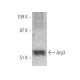 Arp3 Antibody (A-10) - Western Blotting - Image 394973