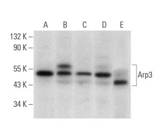 Arp3 Antibody (B-1) - Western Blotting - Image 311988 