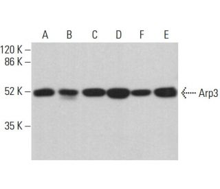 Arp3 Antibody (A-1) - Western Blotting - Image 360260