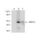 ARRDC1 Antibody (E-6) - Western Blotting - Image 308011
