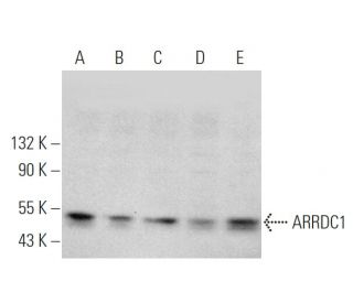 ARRDC1 Antibody (E-6) - Western Blotting - Image 375866The Double Nickase Plasmid features a U6 promoter for sgRNA expression, a 20 nt targeting sequence, and a gRNA scaffold to guide Cas9n. It includes a CBh promoter for Cas9n (D10A) and puromycin resistance, GFP for transfection verification, and nuclear localization signals (NLS). The 2A peptide allows co-expression of Cas9n and Puro from a single promoter, enabling precise genome editing with reduced off-target effects.