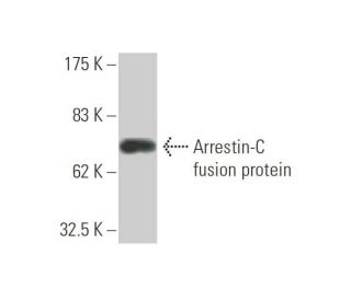 Arrestin-C Antibody (2D7) - Western Blotting - Image 348435