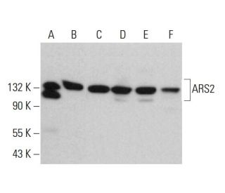 ARS2 Antibody (B-11) - Western Blotting - Image 382791 