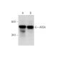 ARSA Antibody (H-7) - Western Blotting - Image 289582 