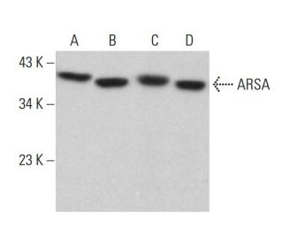 ARSA Antibody (H-7) - Western Blotting - Image 380664 