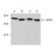 ARSA Antibody (H-7) - Western Blotting - Image 380664 
