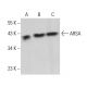ARSA Antibody (H-7) - Western Blotting - Image 380721