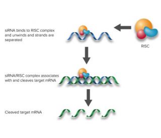 siRNA binds RISC (RNA-induced silencing complex) 