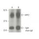 ART2 Antibody (A-2) - Western Blotting - Image 396378 