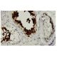 ART3 Antibody (125.1) - Immunohistochemistry - Image 35954 