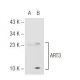 ART3 Antibody (125.1) - Western Blotting - Image 68203