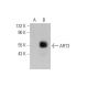 ART3 Antibody (G-10) - Western Blotting - Image 344278