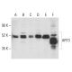 ART3 Antibody (G-10) - Western Blotting - Image 401932 