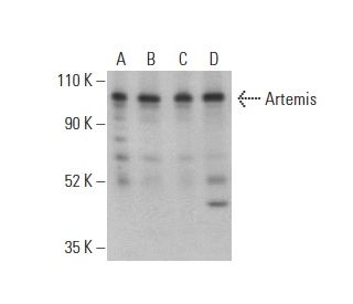 Artemis Antibody (C-8) - Western Blotting - Image 400948